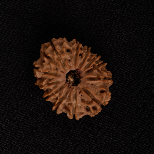 12 Mukhi Rudraksha Nepali