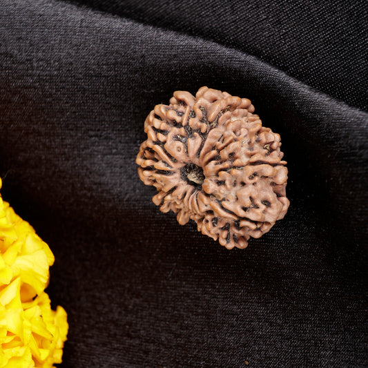 8 mukhi nepali rudraksha
