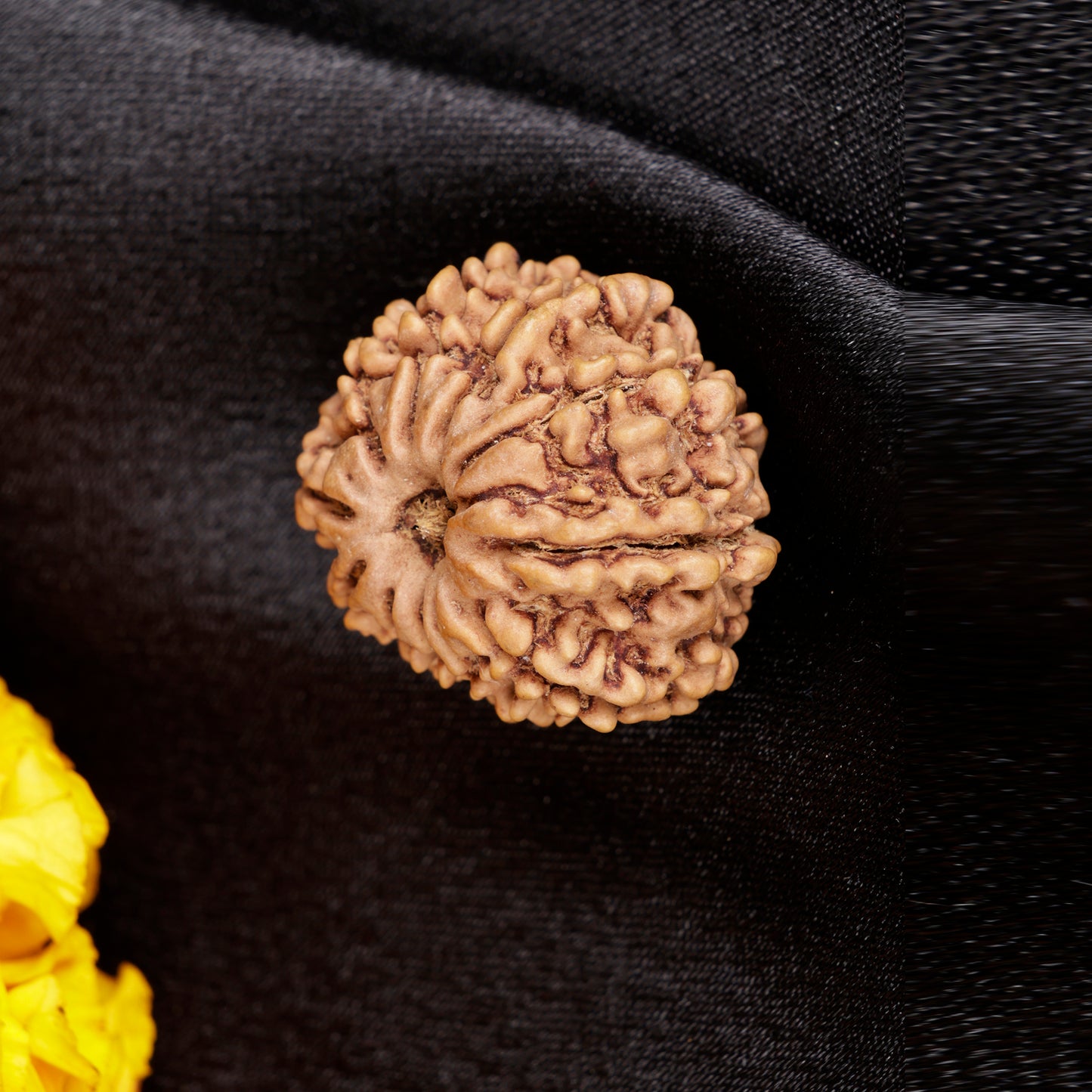 9 mukhi Rudraksha(20-23mm, shape and size may vary , certified)