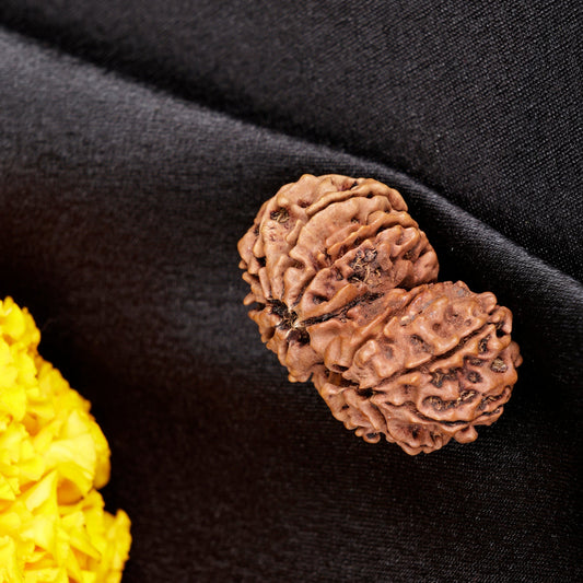 Nepali Gauri Shankar Rudraksha