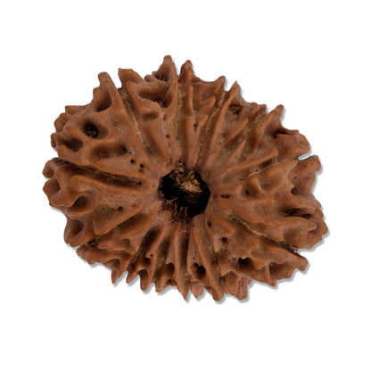 12 Mukhi Rudraksha Nepali
